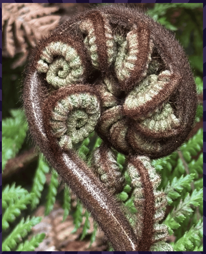 koru